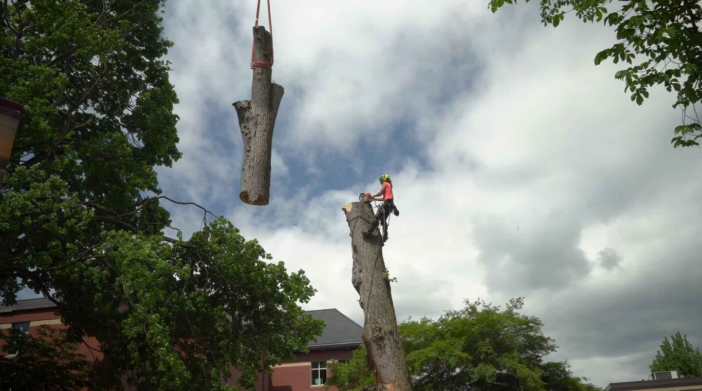Emergency Tree Services service in San Juan Capistrano, CA